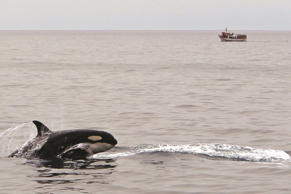 baleias, algarve, costa, praia, assassinas, Mediterrâneo, mar