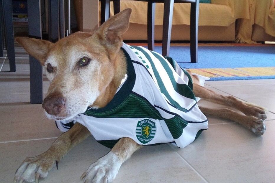 supertaça, benfica, sporting