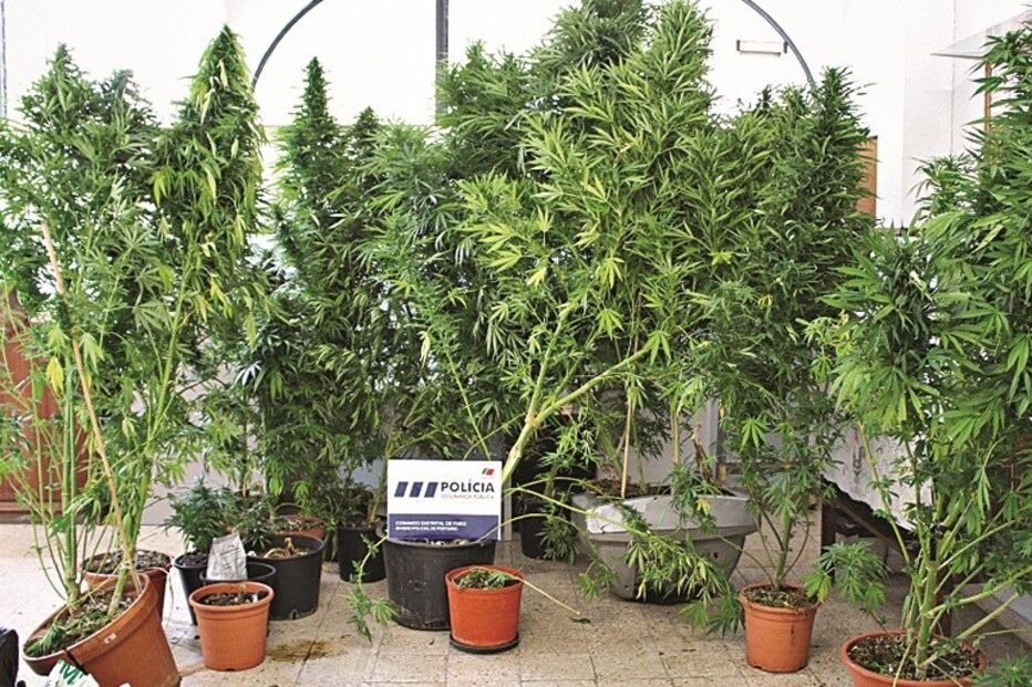 15-08-2015_01_01_52 Imagem alg13a.jpg