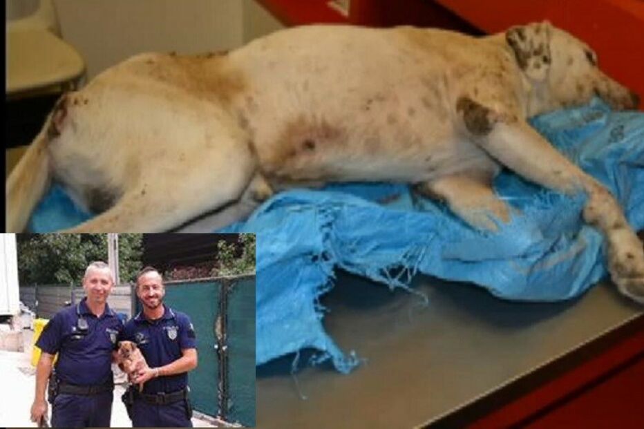 Sam, Sado, cão, lixo, polícias