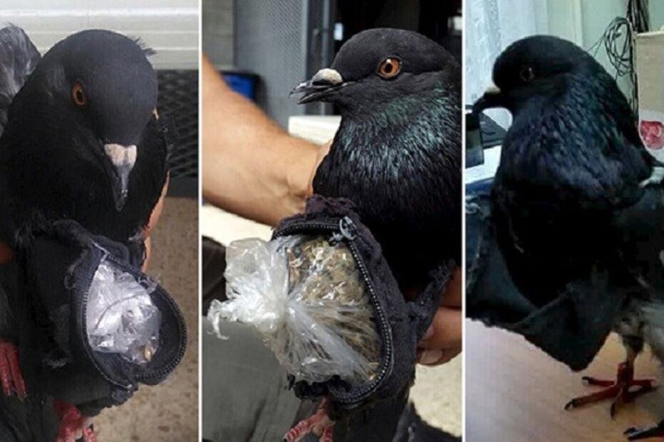 16-08-2015_23_25_49 ml pombo.jpg