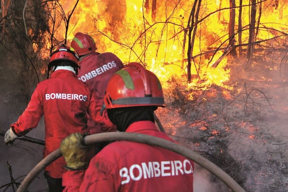 criança, floresta, rapaz, confessou, isqueiro, vizinha, bombeiro, fogo, incêndio