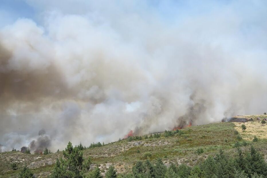 incêndio, fogo, floresta, mato