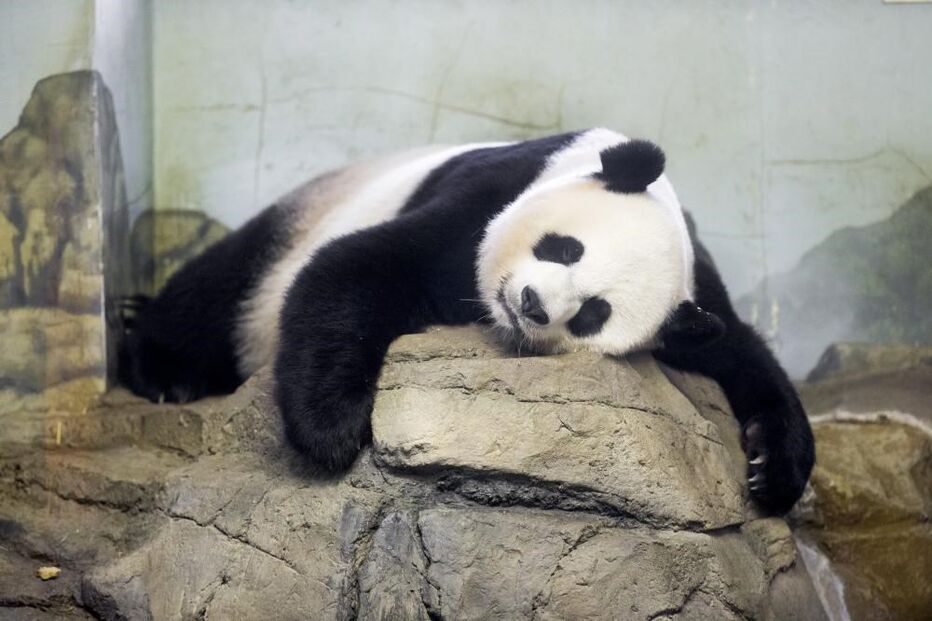 Mei Xiang, gémeos, animal, panda gigante, washington