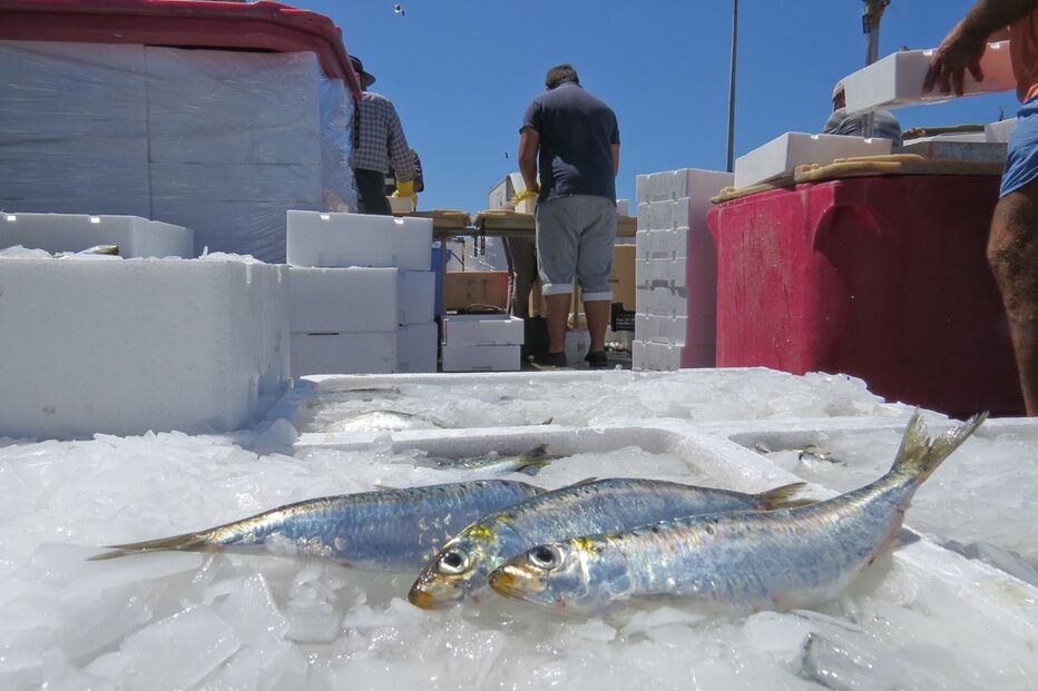 25-08-2015_23_00_13 26-27 sardinha.jpg
