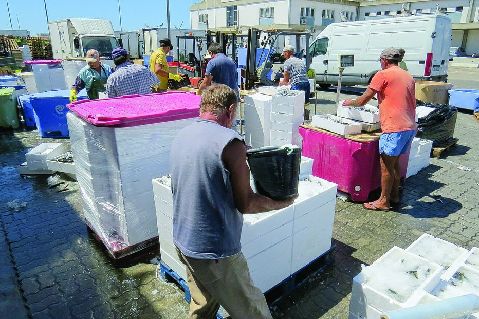 Portimão fica sem sardinha 