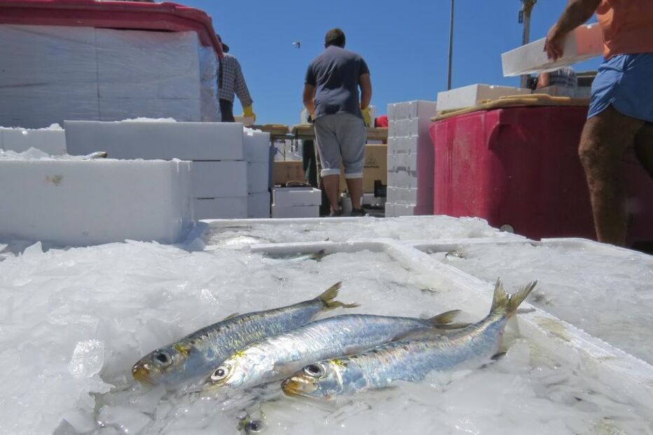 sardinha, pesca
