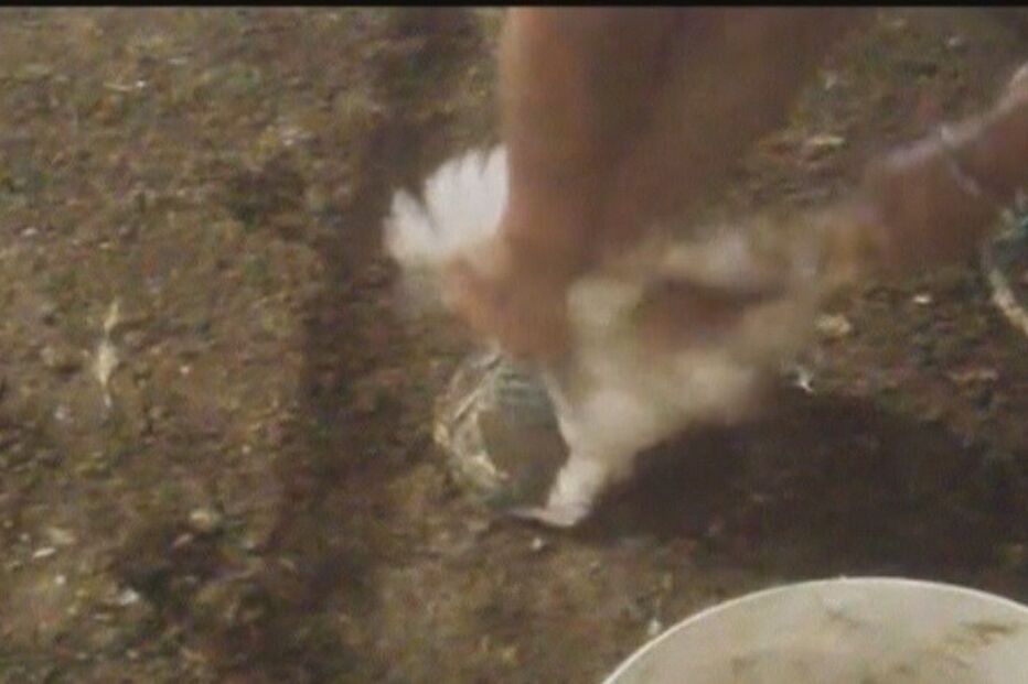 frangos, animais, maus-tratos