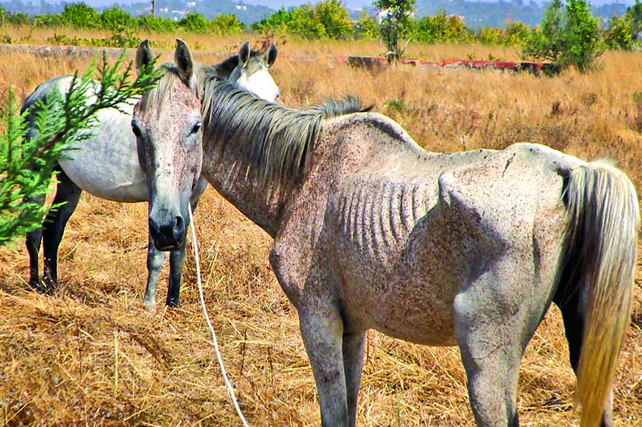 égua, retirada, equídeo