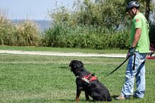 Animais de estimação, Pet Alternativa, Movimento Movido a 4 patas, Maya, Lisboa, Festival da Terra, cães