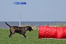 Animais de estimação, Pet Alternativa, Movimento Movido a 4 patas, Maya, Lisboa, Festival da Terra, cães