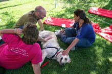 Animais de estimação, Pet Alternativa, Movimento Movido a 4 patas, Maya, Lisboa, Festival da Terra, cães