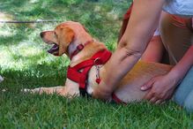 Animais de estimação, Pet Alternativa, Movimento Movido a 4 patas, Maya, Lisboa, Festival da Terra, cães