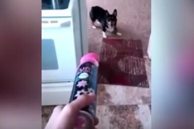 Um cão que tem medo de tudo