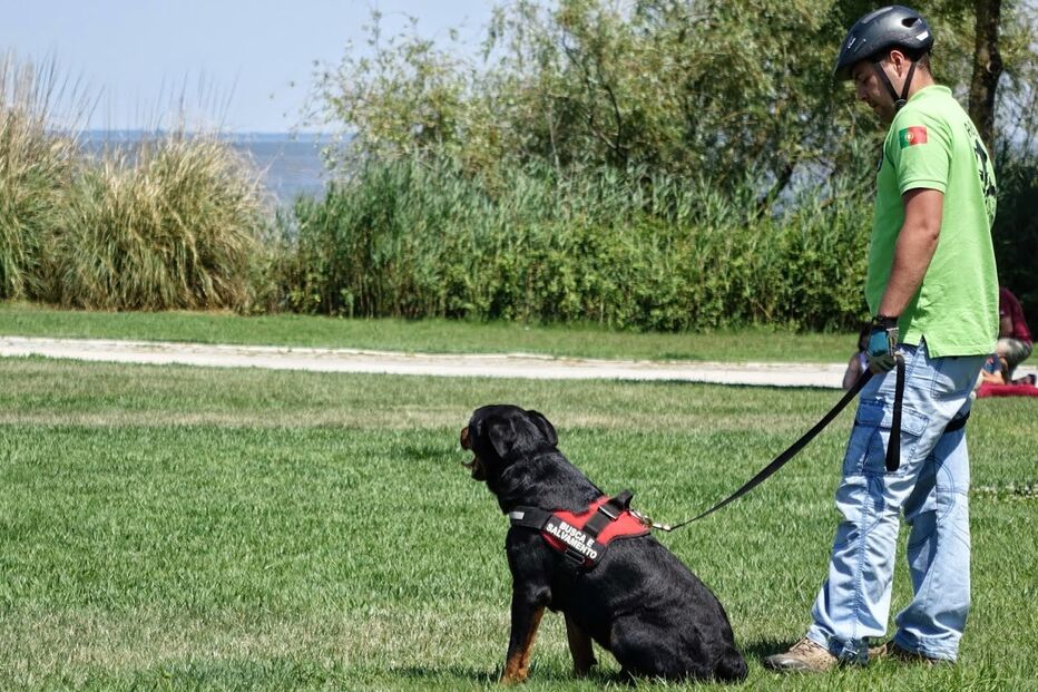 Animais de estimação, Pet Alternativa, Movimento Movido a 4 patas, Maya, Lisboa, Festival da Terra, cães