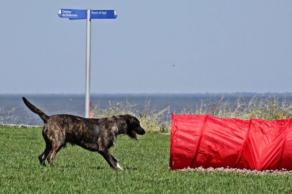 Animais de estimação, Pet Alternativa, Movimento Movido a 4 patas, Maya, Lisboa, Festival da Terra, cães