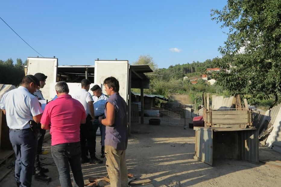 criança atacada, Castro D'aire