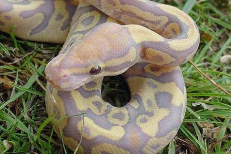 Inglaterra, Teeside, pitão, cobra