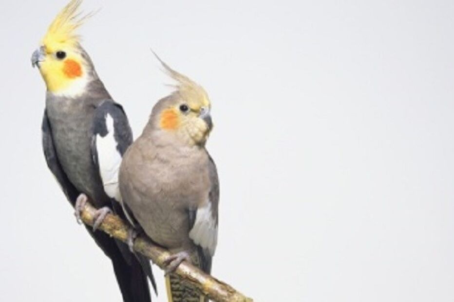 11-09-2015_00_28_09 ml caturras.jpg