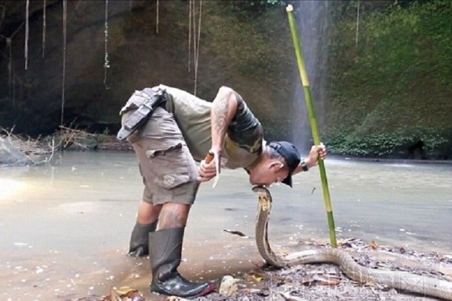 11-09-2015_23_56_08 ml beija cobra venenosa.jpg