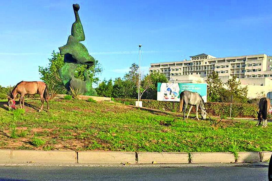 Cavalos à solta invadem rotunda 