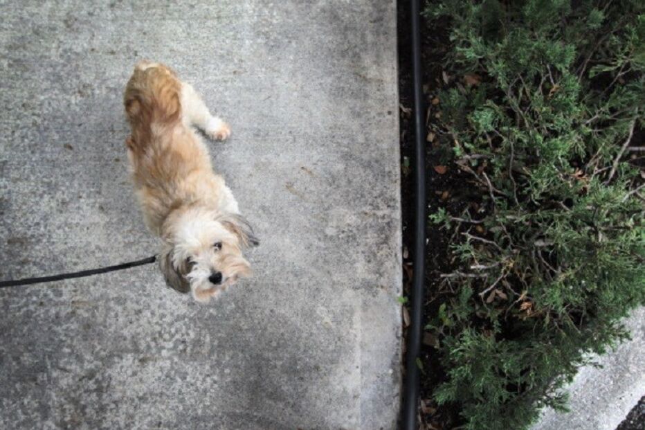 Japão, app, fezes, cães