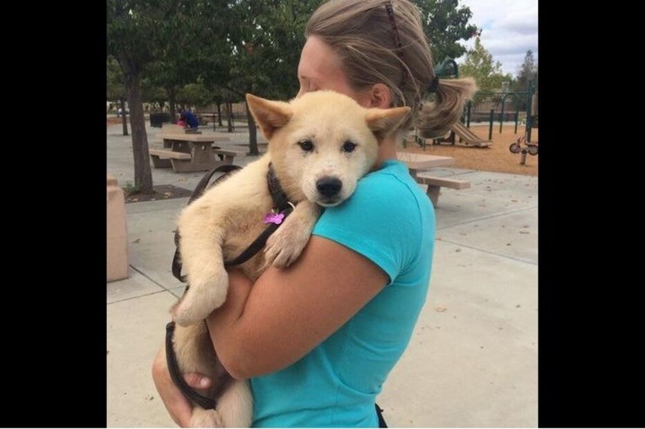 cães, animais, quinta de carne, Coreia do Sul, Human Society International, resgate 