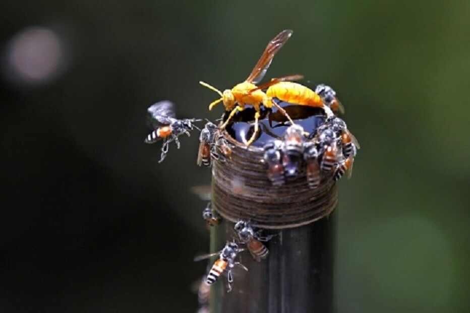 vespas, Matosinhos, eliminadas, sucesso