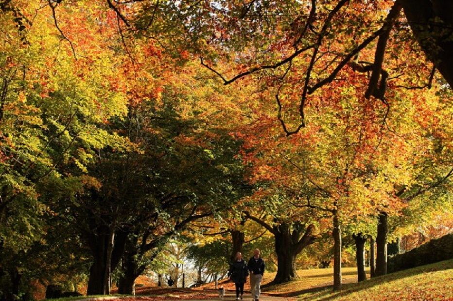 outono, google, mudança de estação, estação do ano, doodle