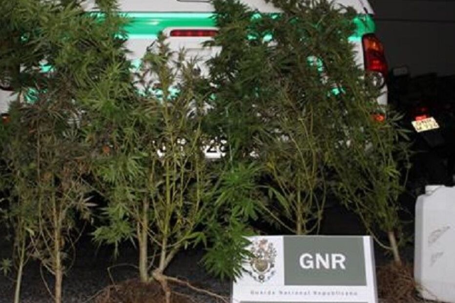 24-09-2015_03_15_15 13 canábis.jpg