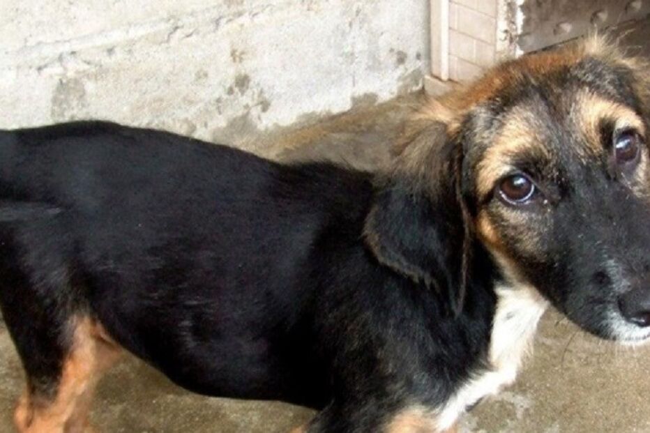 Cães, cães abandonados, maus-tratos a animais