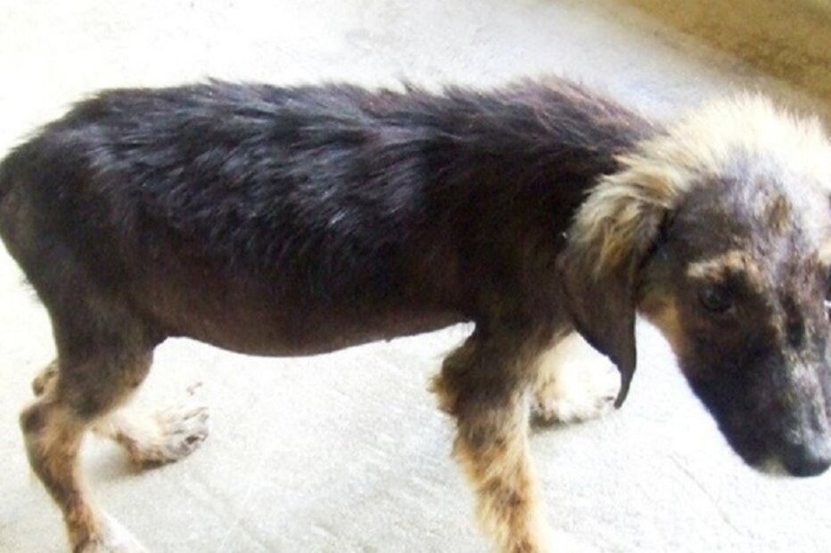 Cães, cães abandonados, maus-tratos a animais