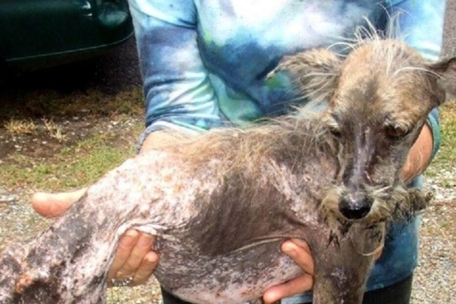 Cães, cães abandonados, maus-tratos a animais