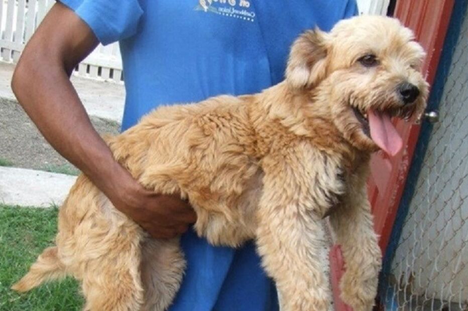 Cães, cães abandonados, maus-tratos a animais