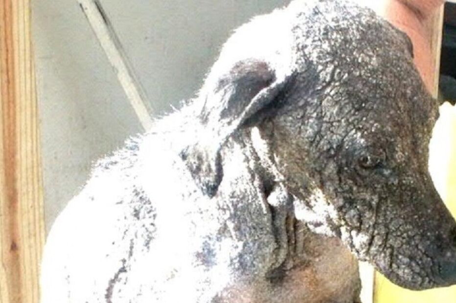 Cães, cães abandonados, maus-tratos a animais