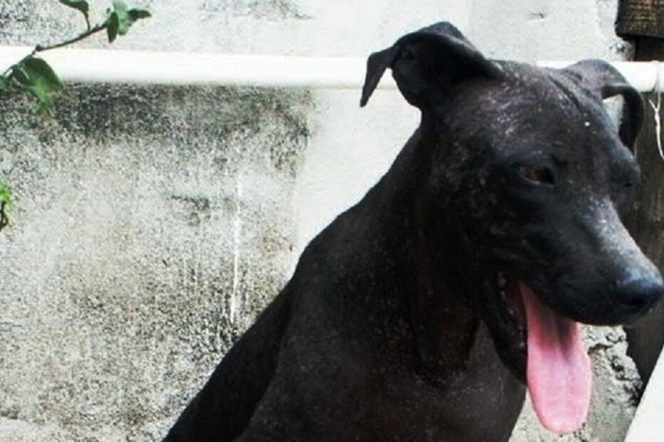 Cães, cães abandonados, maus-tratos a animais