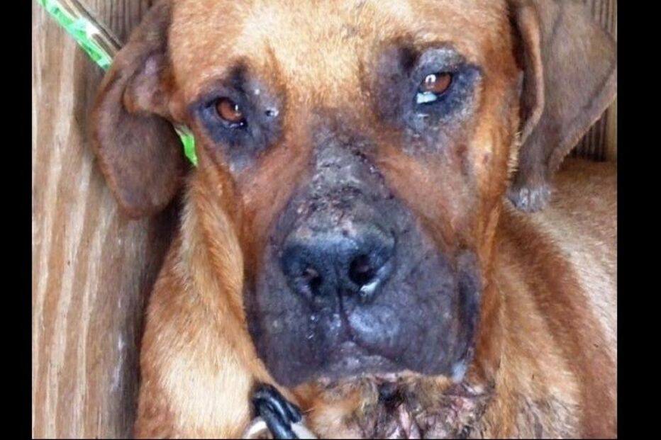 Cães, cães abandonados, maus-tratos a animais