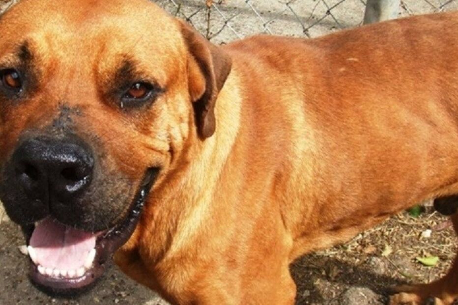 Cães, cães abandonados, maus-tratos a animais