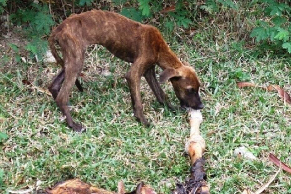 Cães, cães abandonados, maus-tratos a animais