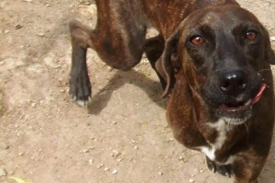 Cães, cães abandonados, maus-tratos a animais