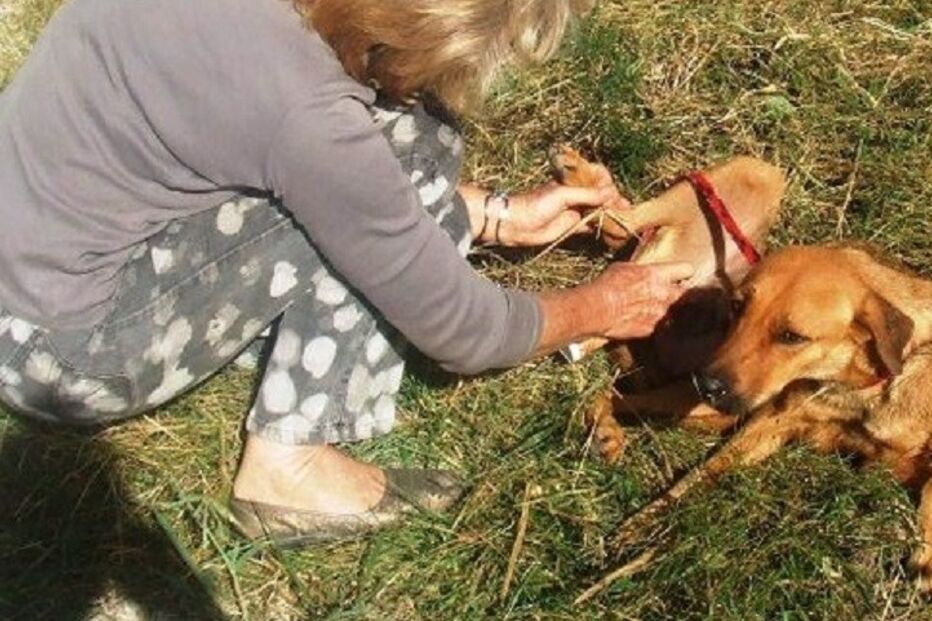 Cães, cães abandonados, maus-tratos a animais