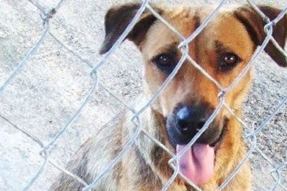 Cães, cães abandonados, maus-tratos a animais