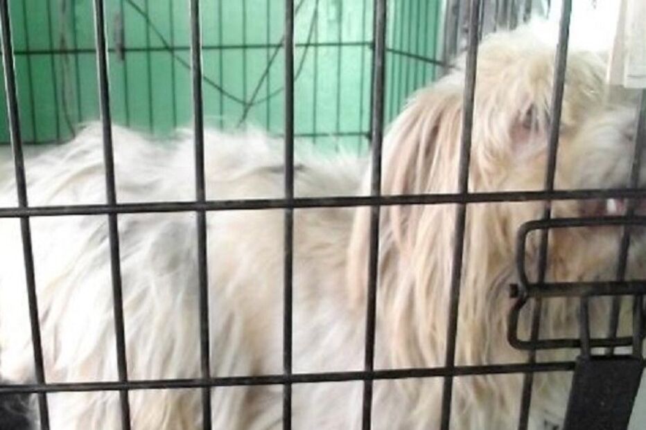 Cães, cães abandonados, maus-tratos a animais