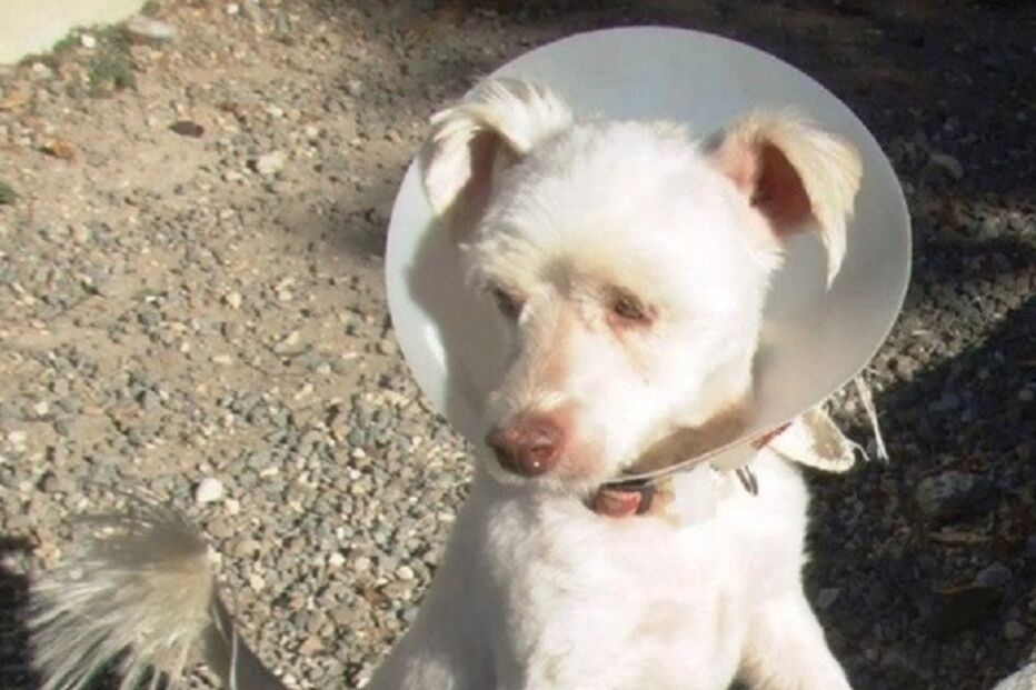 Cães, cães abandonados, maus-tratos a animais