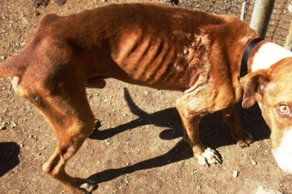 Cães, cães abandonados, maus-tratos a animais