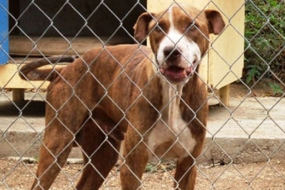 Cães, cães abandonados, maus-tratos a animais