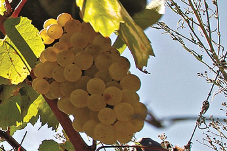 Fuga, vindimas, Vale de Cambra