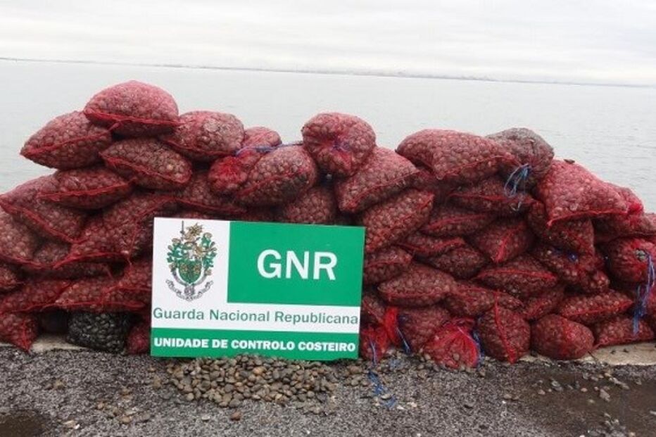 GNR, Samouco, apreensão, amêijoa, Controlo Costeiro, crime, lei e justiça, polícia