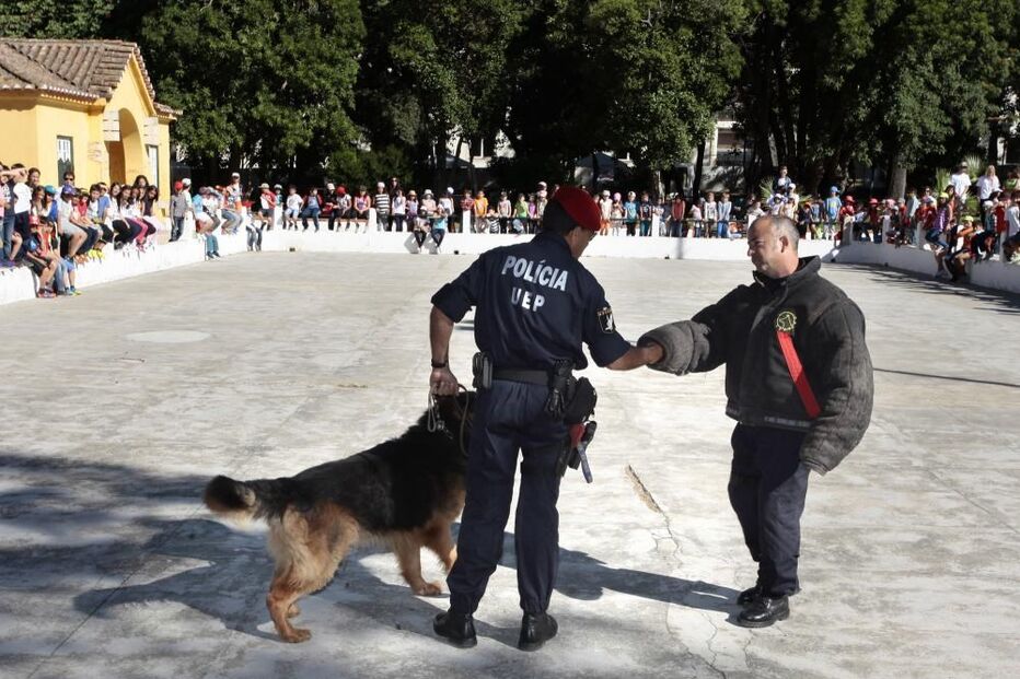 cães, psp