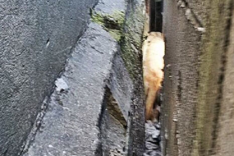 02-10-2015_02_26_29 11 norte cão.jpg